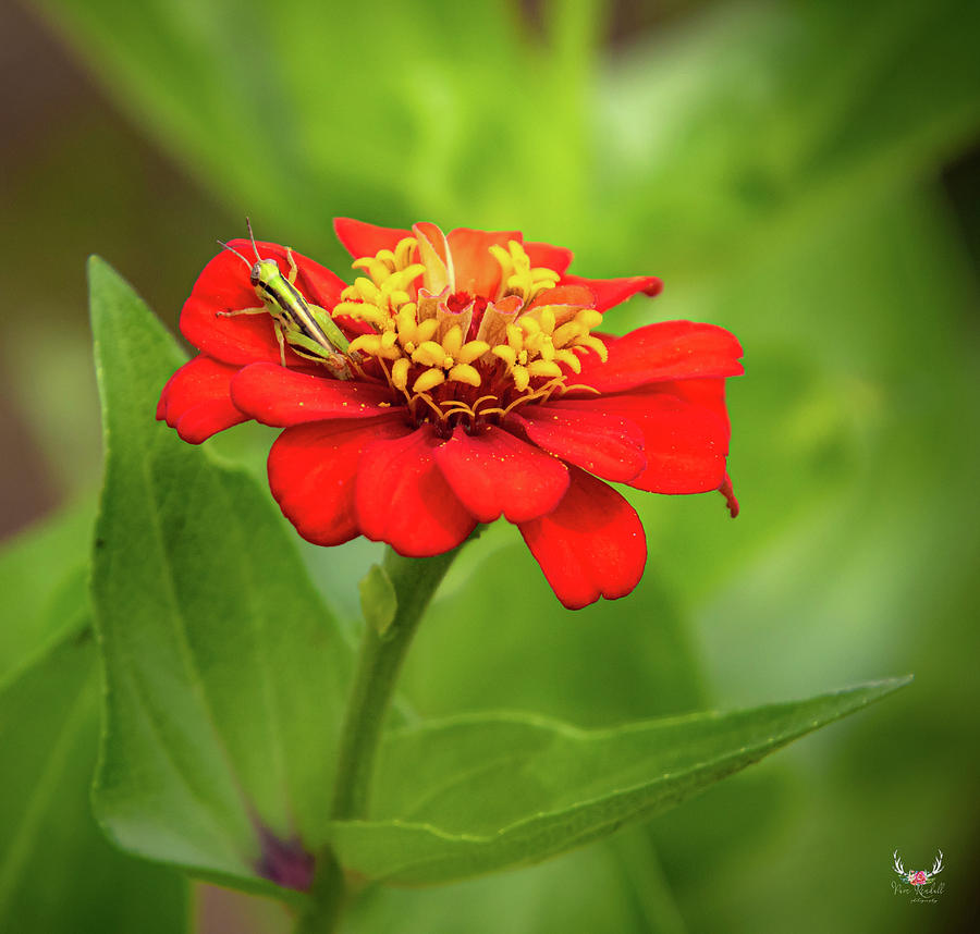 Red Zinnia Photograph by Pam Rendall