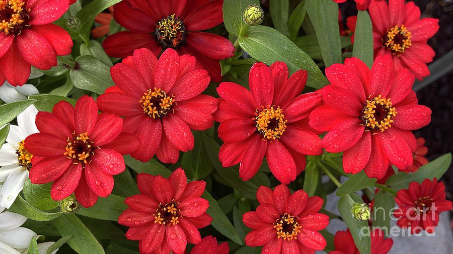 Red Zinnias 0828 Photograph by Jack Schultz