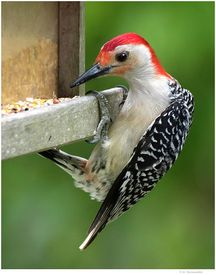 Redbellied Woodpecker 7666, Male Photograph