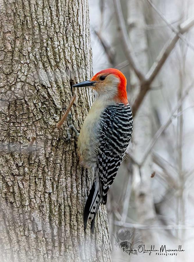 Redbellied Woodpecker Photograph by Regina Muscarella