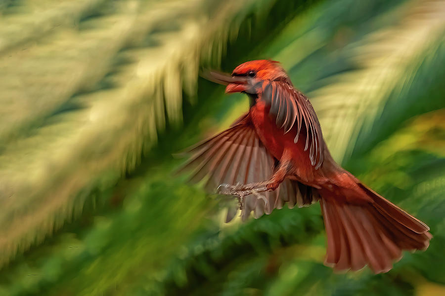 Redbird Approach Photograph by Kay Brewer