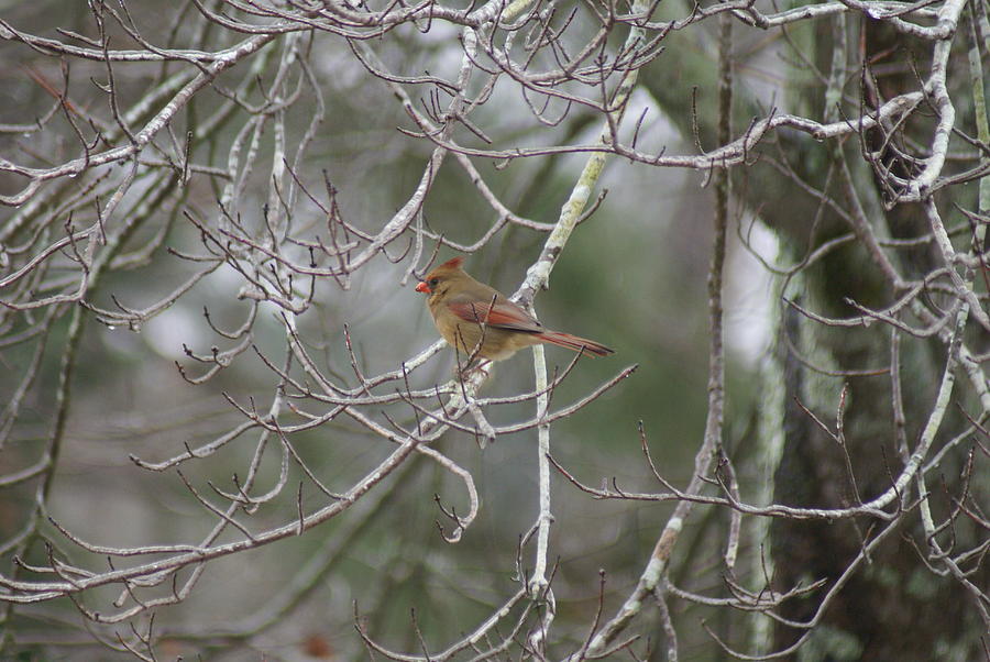 Redbird Female Photograph by Heather E Harman Redbird Female Photograph by Heather E Harman