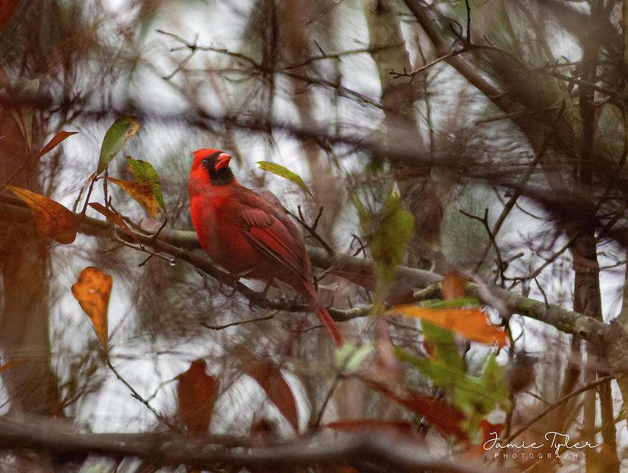Redbird Photograph by Jamie Tyler