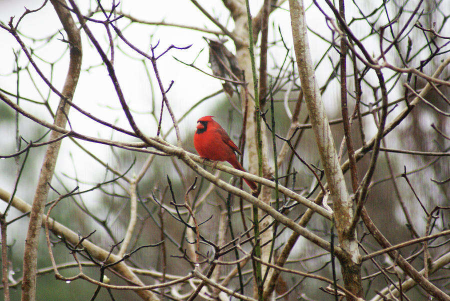 Redbird Male Photograph by Heather E Harman