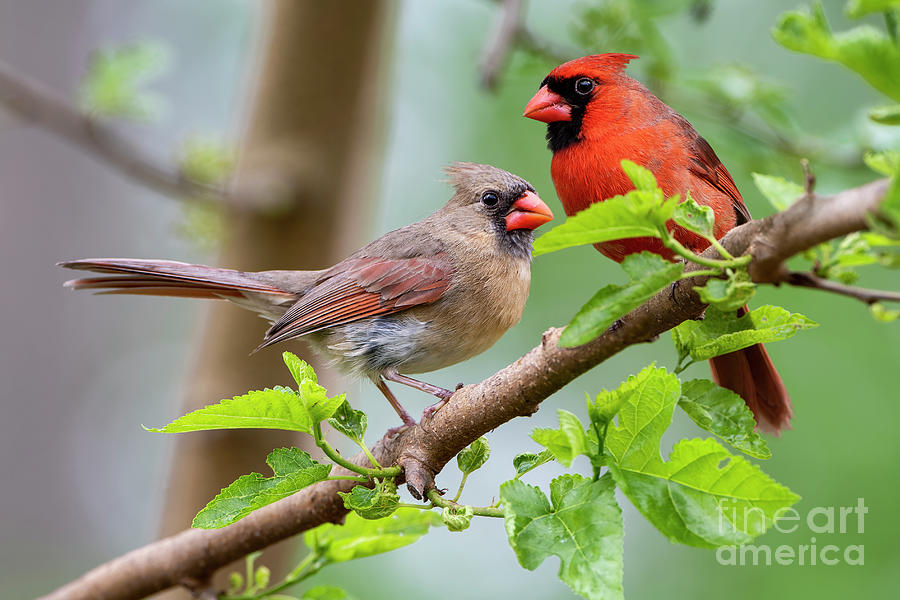 Redbird Pair in Mulberry Tree in Spring Photograph by Bonnie Barry
