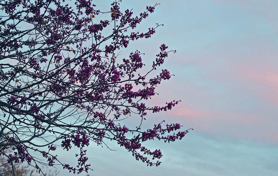 Sunset Photograph - Redbud at Sunset by Michele Myers