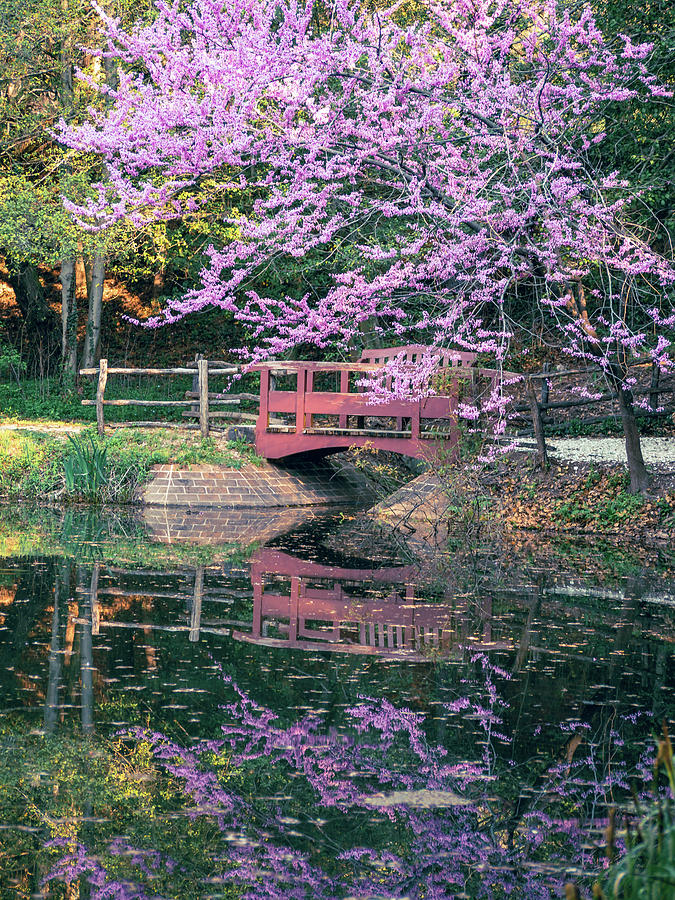 Redbud at the Canal Photograph by Rachel Morrison
