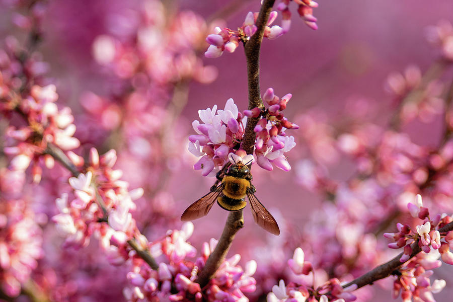 Redbud Bee Photograph by Rachel Morrison