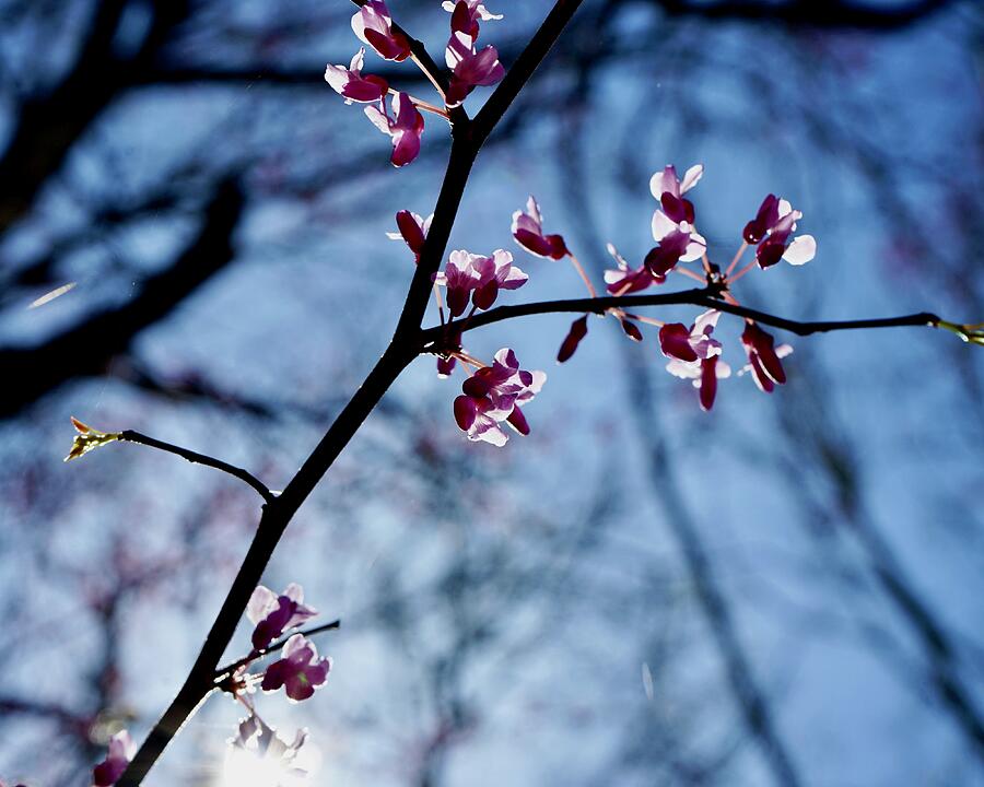 Redbud Blossoms 4 Photograph by Katy Hawk