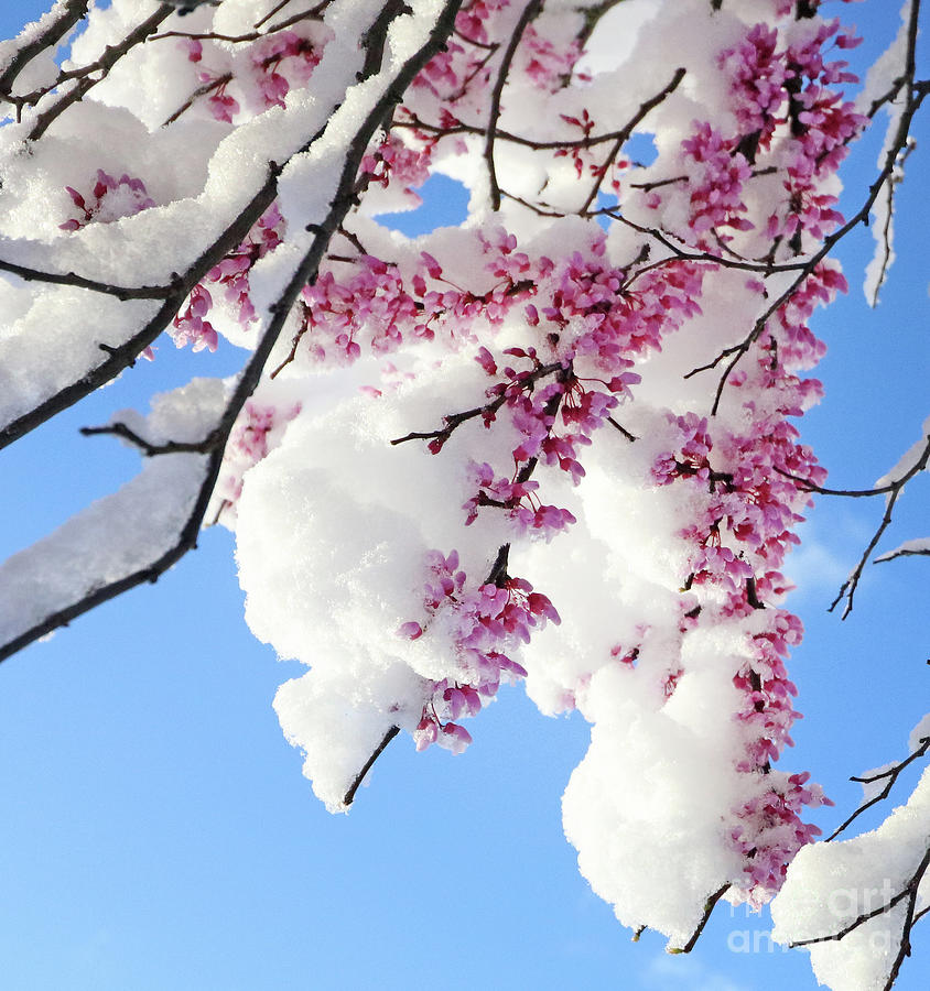 Redbud Blossoms and April Snow 5010 Photograph by Jack Schultz