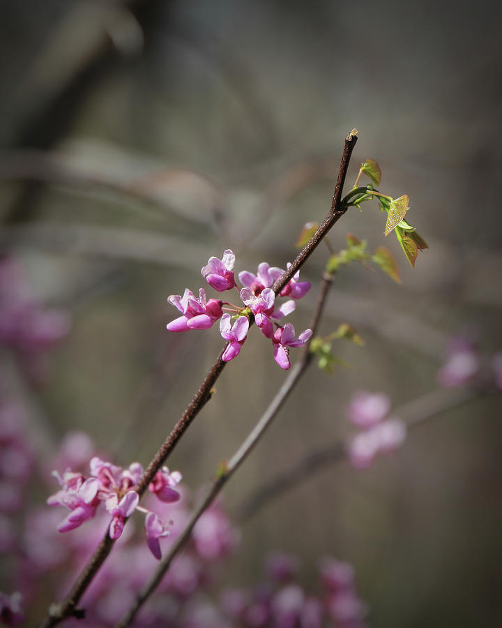 Redbud Cameo Photograph by Marci Beard - Fine Art America