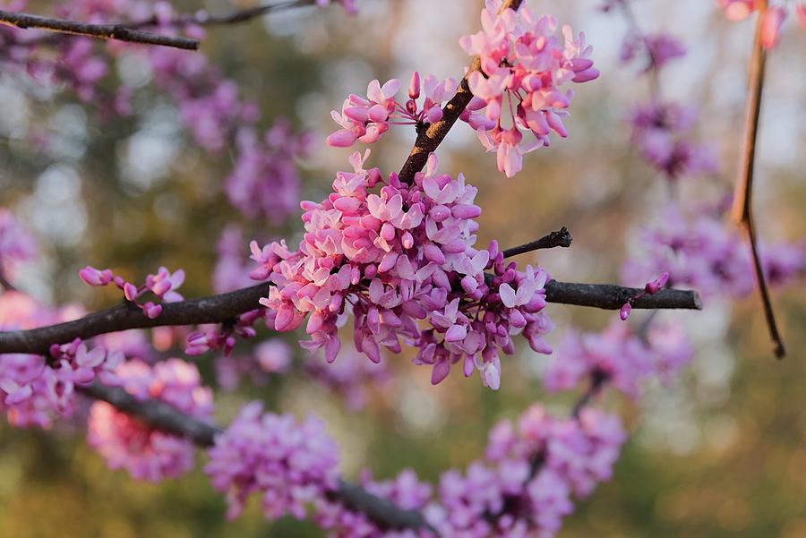 Redbud Photograph By Corey Cooper - Fine Art America