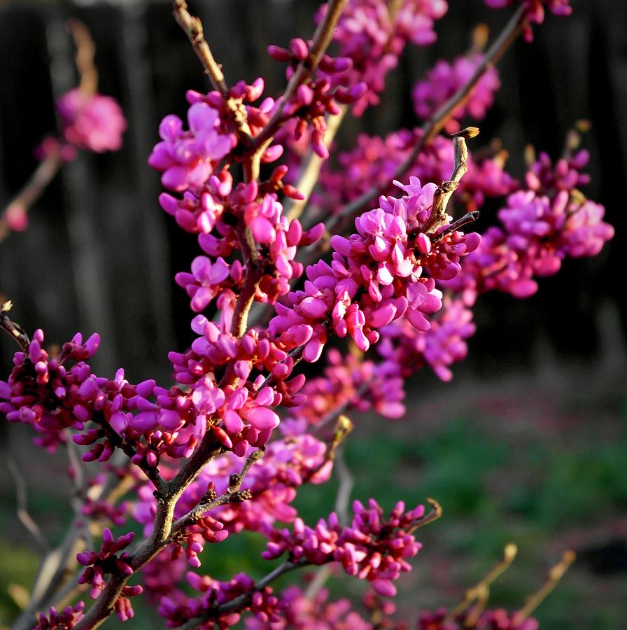 Redbud in Morning Light Photograph by Michele Myers