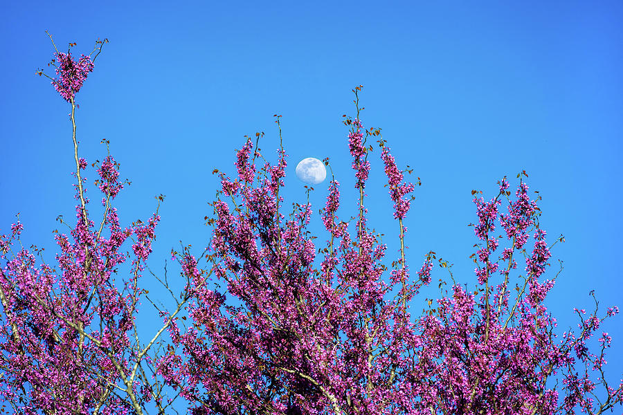 Redbud Moon Photograph by Lynn Bauer