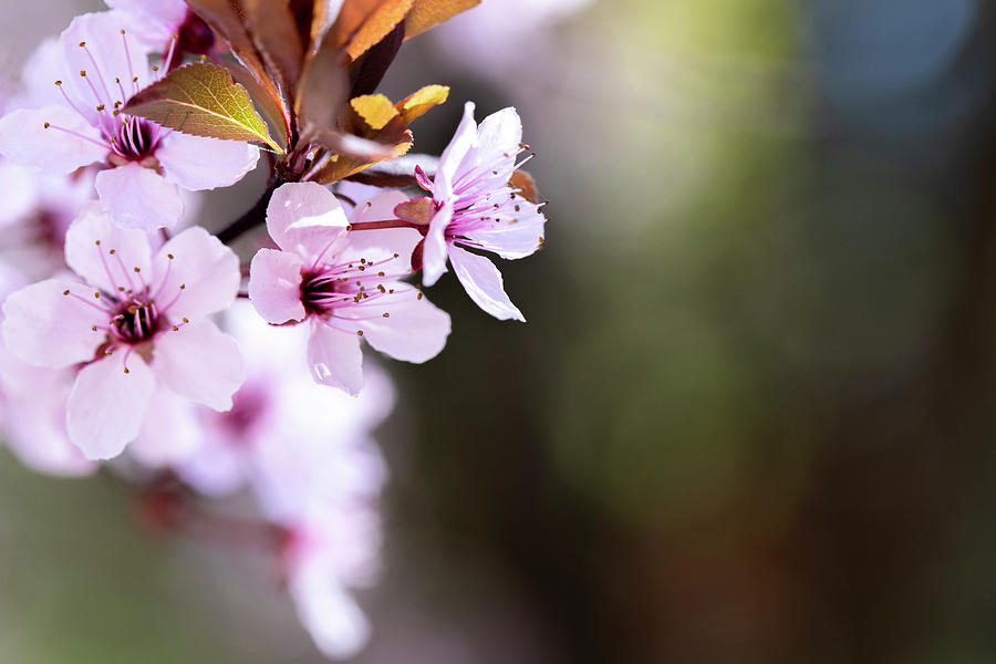 Redbud spring blooms Photograph by Karen Foley