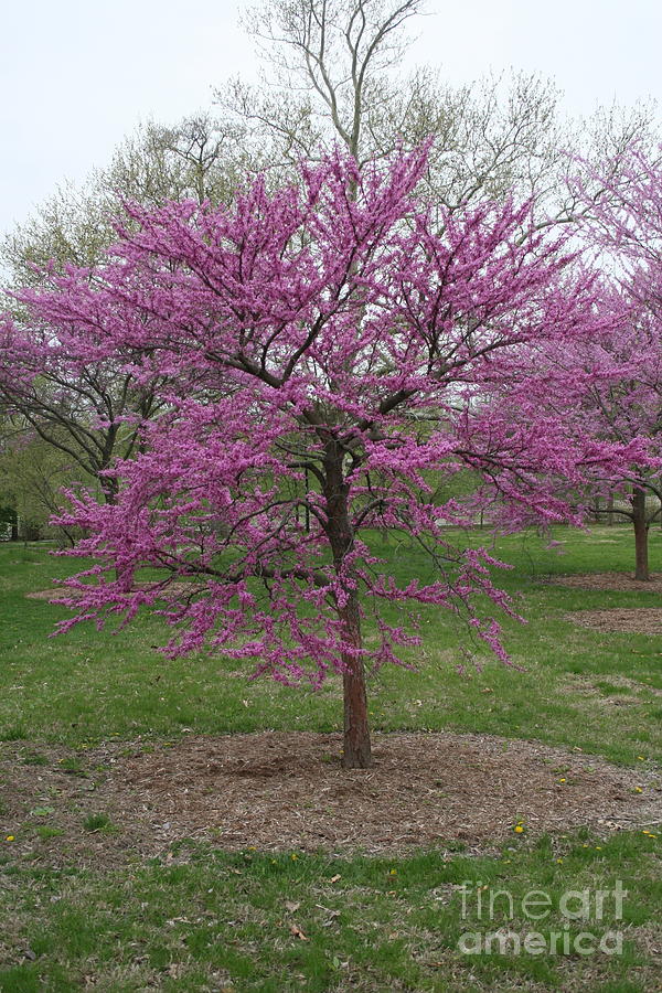 Redbud Tree 2020 I Photograph by Darren Dwayne Frazier - Fine Art America