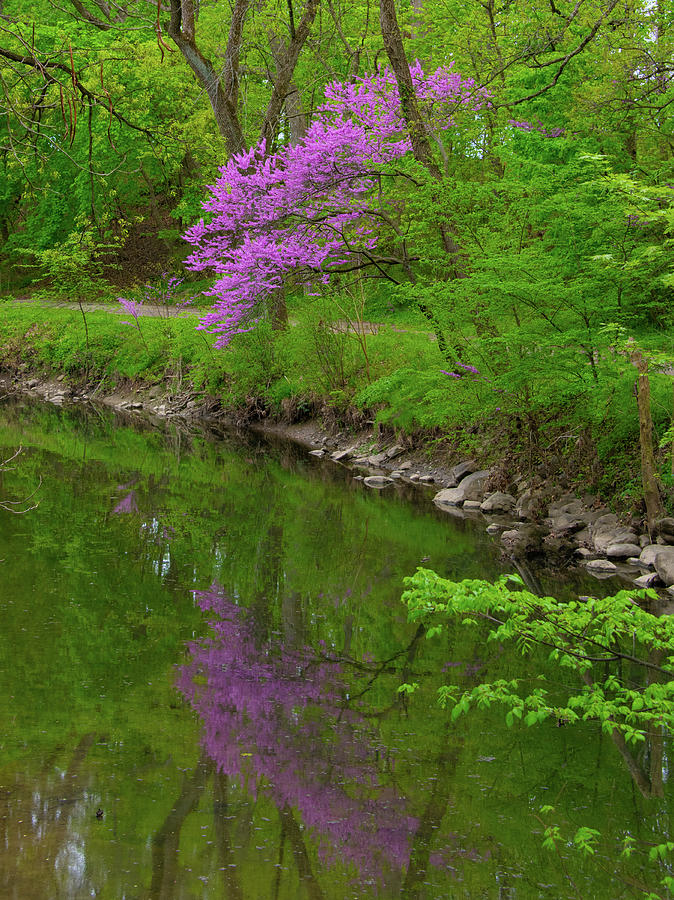 Redbud Tree along a small creek-Howard County, Indiana Photograph by ...