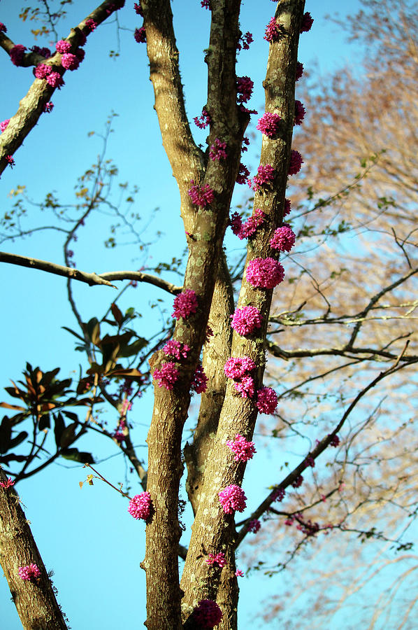 Redbud Tree Photograph by Cynthia Guinn