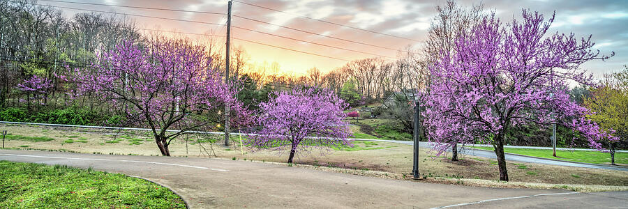 Redbud Tree Panorama Along The Bentonville Trails Photograph by Gregory Ballos