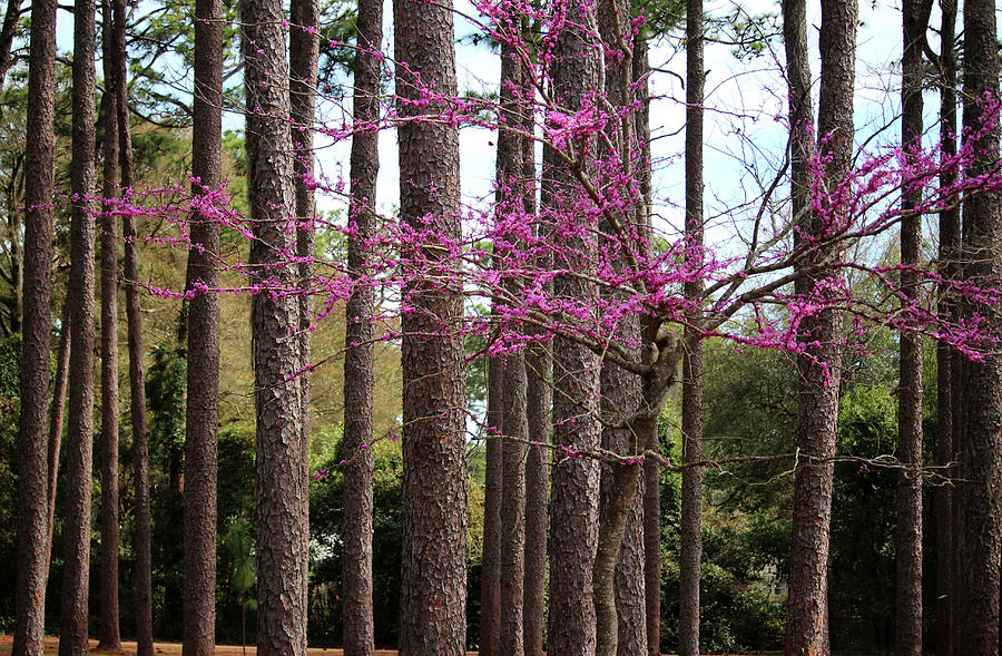Redbud Tree Standing Out Photograph by Cynthia Guinn