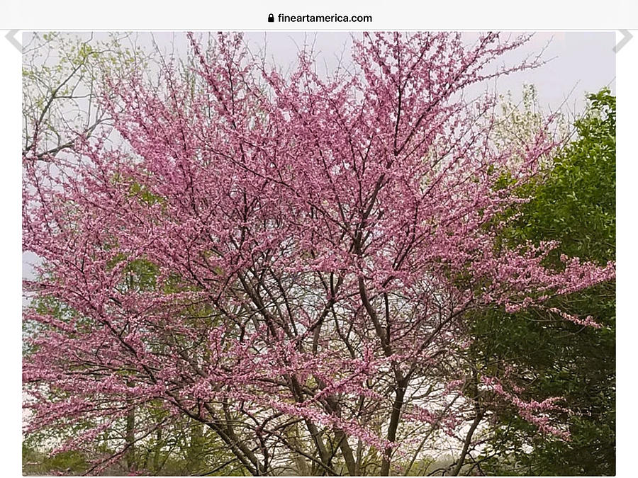 REDBUD TREEs Photograph by Elva Kimble - Fine Art America