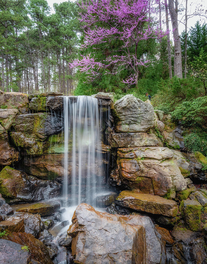 Redbuds and Waterfall Photograph by James Barber