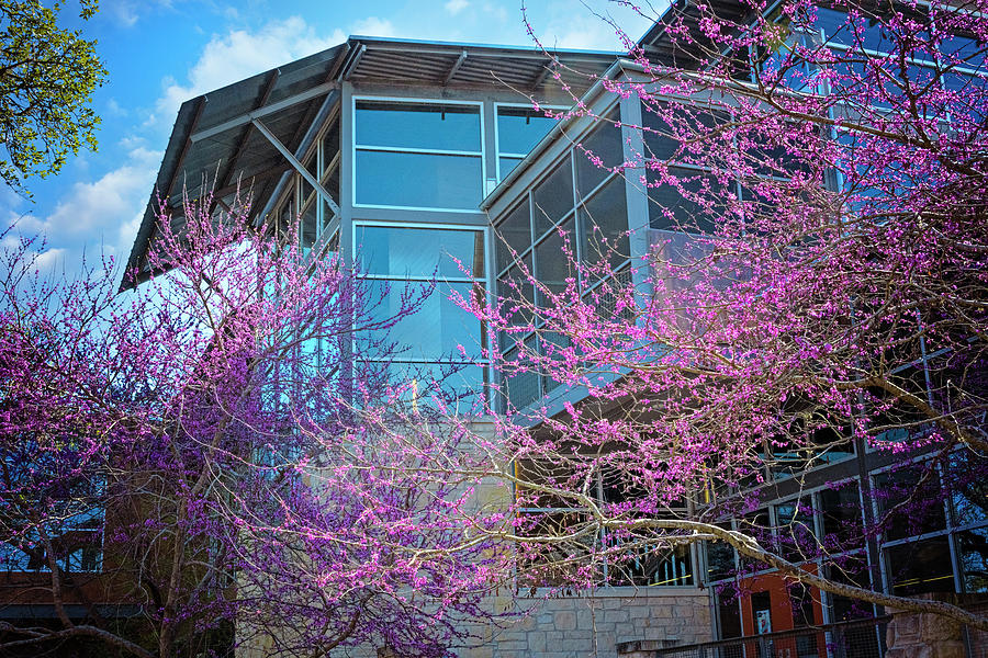 Redbuds at the Library Photograph by Lynn Bauer