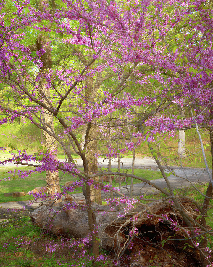 Redbuds In Bloom Photograph by Lana Trussell