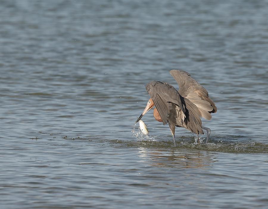 Reddish Egret and Its Catch Photograph by Mingming Jiang
