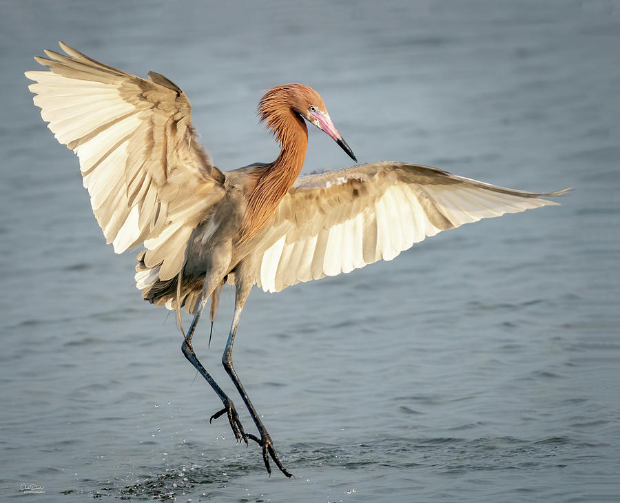 Reddish Egret Dance Photograph by Judi Dressler