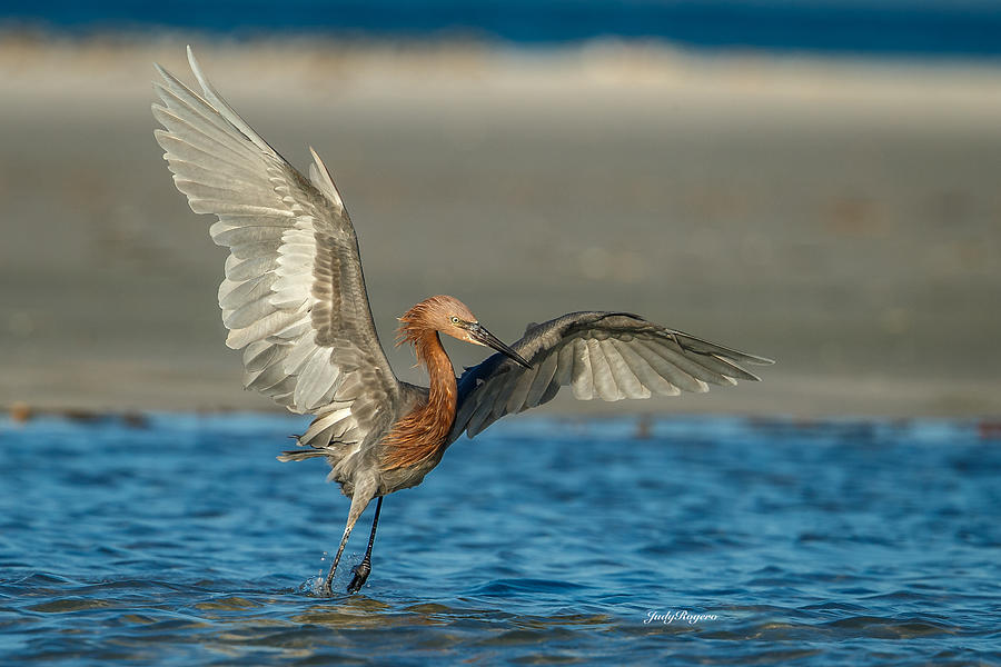 Reddish Egret Fishing Photograph by Judy Rogero