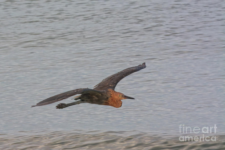 Reddish Egret In Flight 1852 Photograph By Marvin Reinhart Fine Art