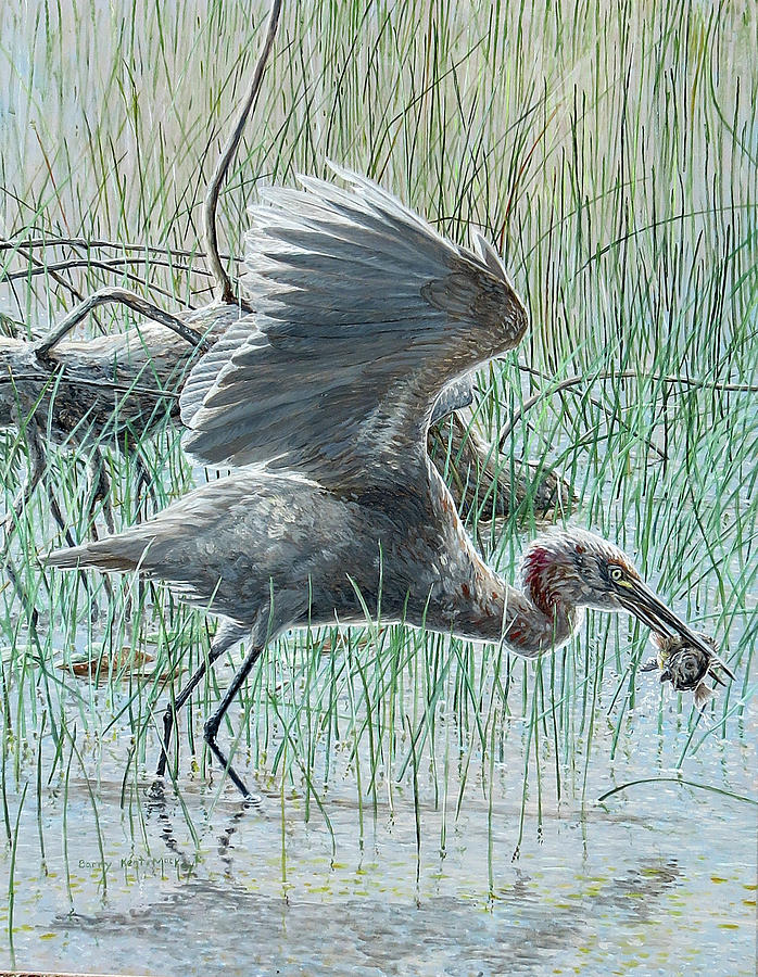 Reddish Egret in molt Painting by Barry Kent MacKay