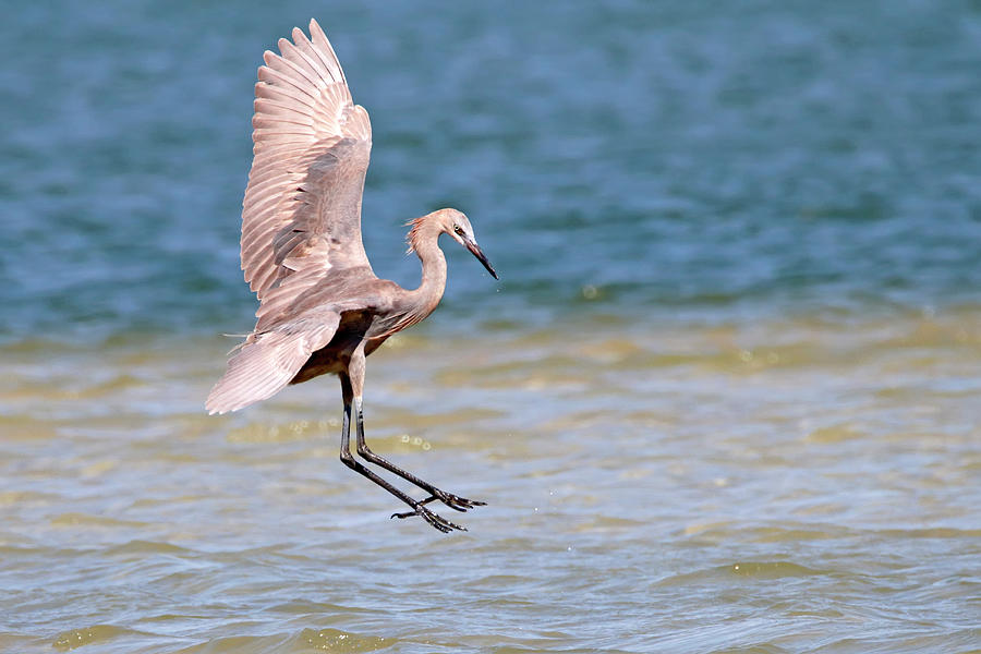 Reddish Egret Landing In River Photograph By Daniel Caracappa Fine