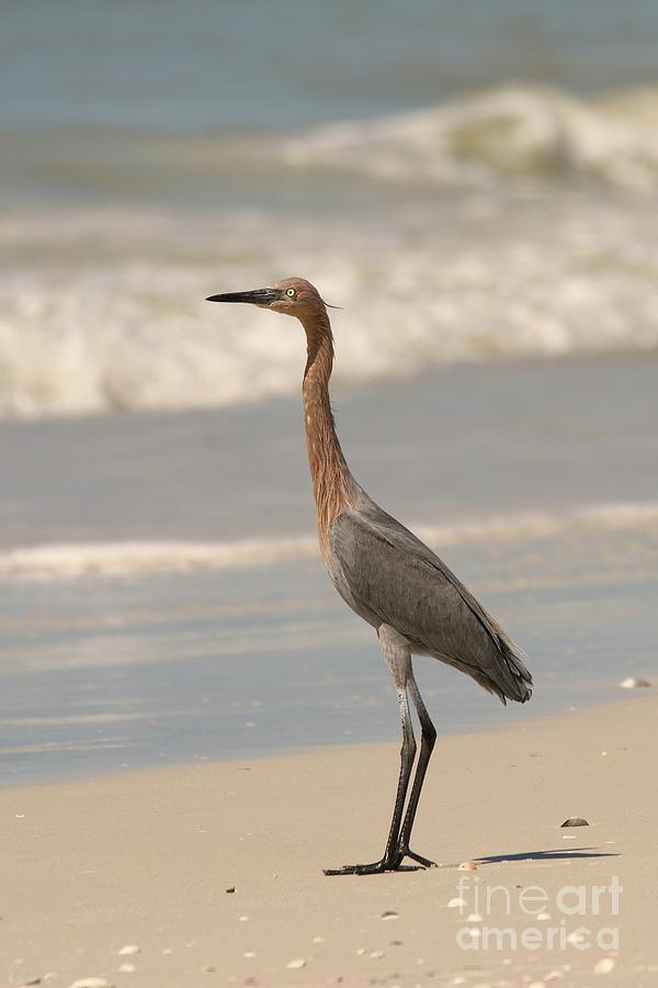 Reddish Egret On Beach 9265 Photograph By Marvin Reinhart Fine Art