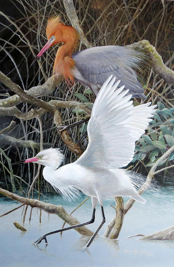 Reddish Egret Pair Painting by Barry Kent MacKay - Fine Art America