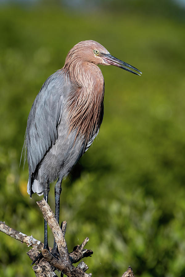 Reddish Egret Perched by Mangroves. Photograph by Bradford Martin