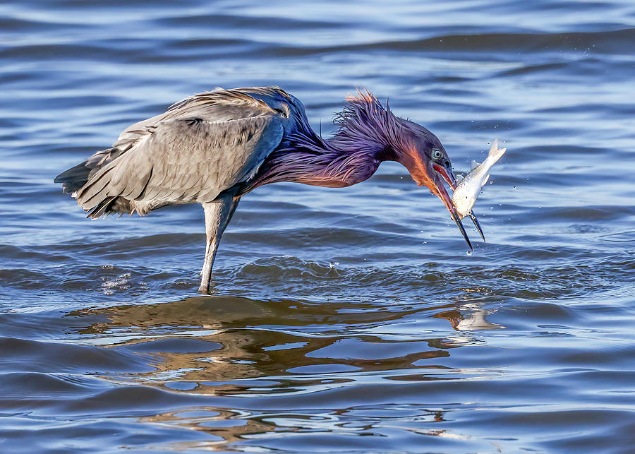 reddish Egret with fish Photograph by Jaki Miller