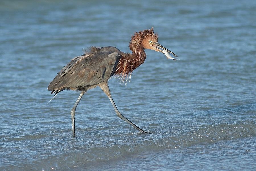 Reddish Egret with Fish Photograph by Paul Rebmann