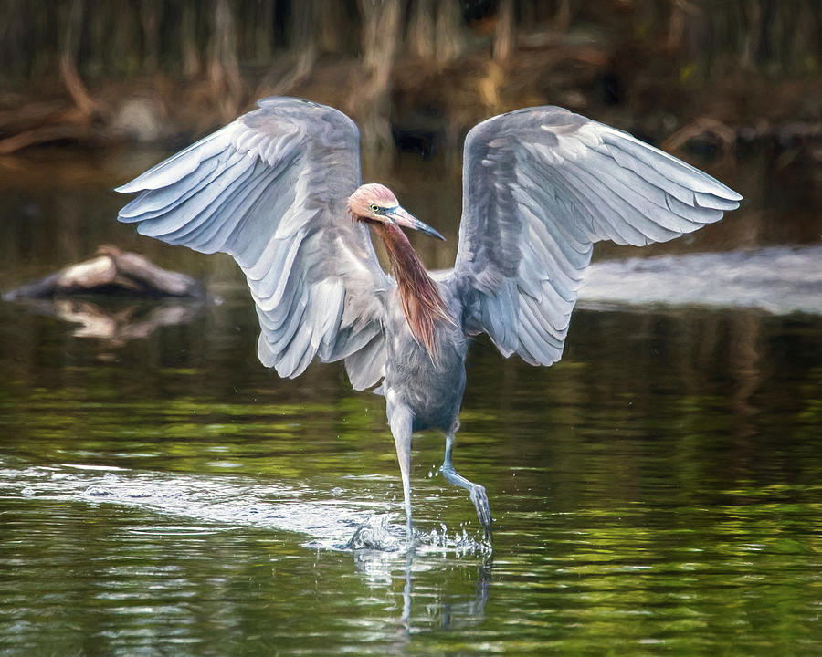 Reddish Egret with TUDE Photograph by Jaki Miller