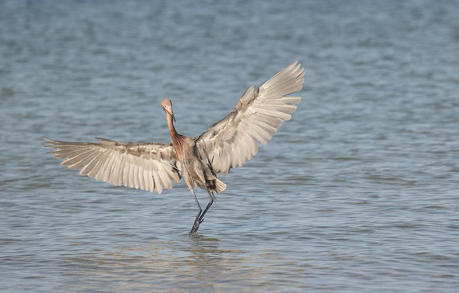 Reddish Egret and Wings Photograph by Mingming Jiang
