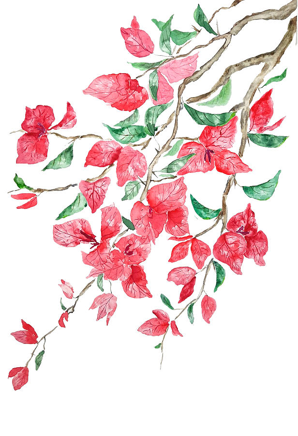 Reddish Pink Bougainvillea flower watercolor 2020 Painting by Color ...