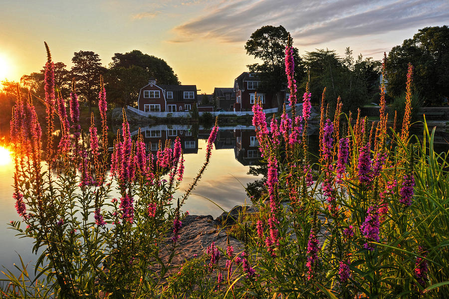 Redds Pond Lupines Sunrise Photograph by Toby McGuire