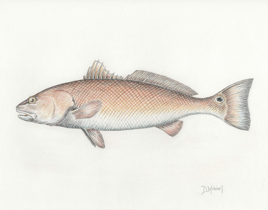Redfish Drawing by Darren Mitchell Fine Art America