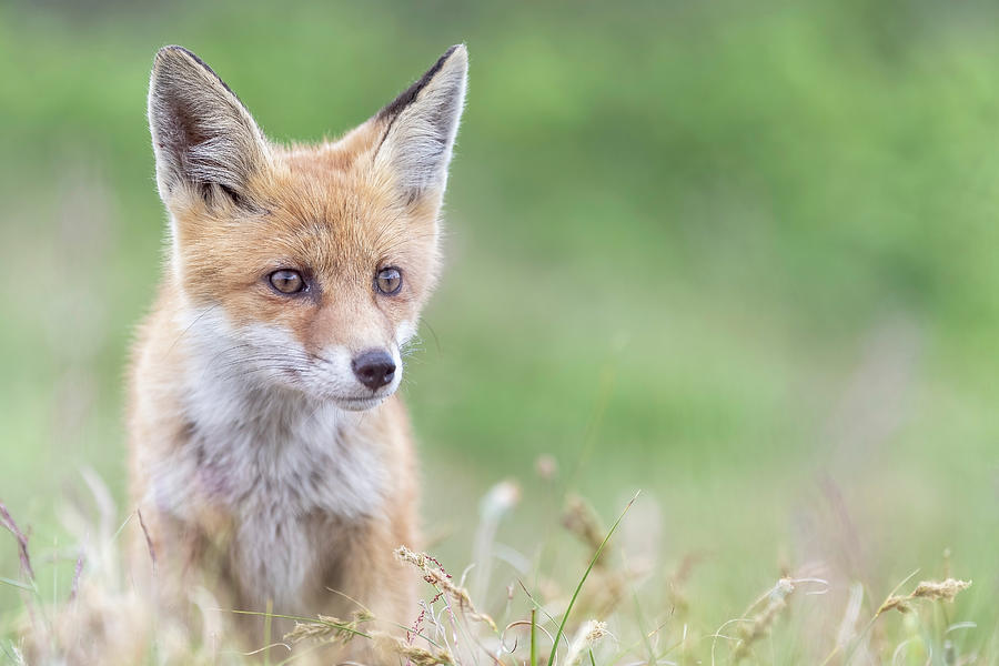 RedFox Photograph by Dino Garmy - Pixels