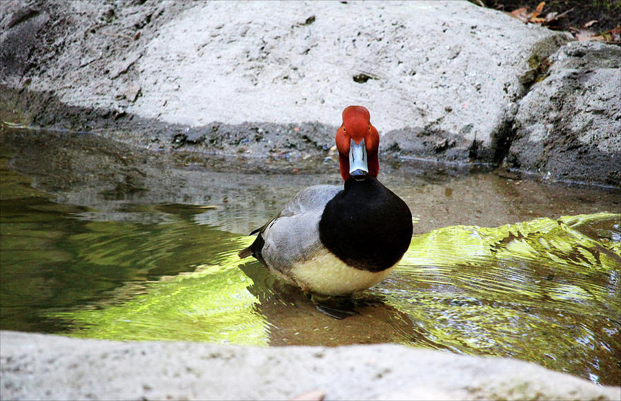 Redhead Duck Photograph by Cynthia Guinn