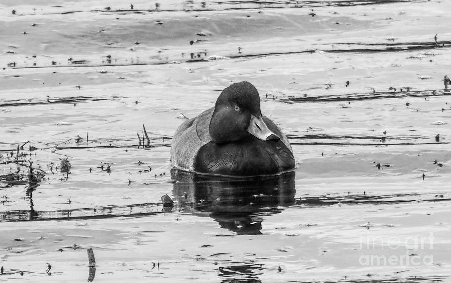 Redhead Duck In Black And White Photograph by Felix Lai
