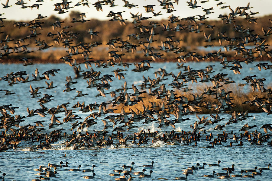 Redhead Ducks, Pea Island Wildlife Refuge, North Carolina, Photograph 2 Photograph by Eric Abernethy