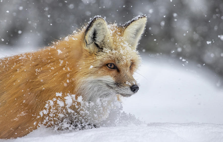 Wildlife Photograph - Redheaded snow plow by Peter Mangolds