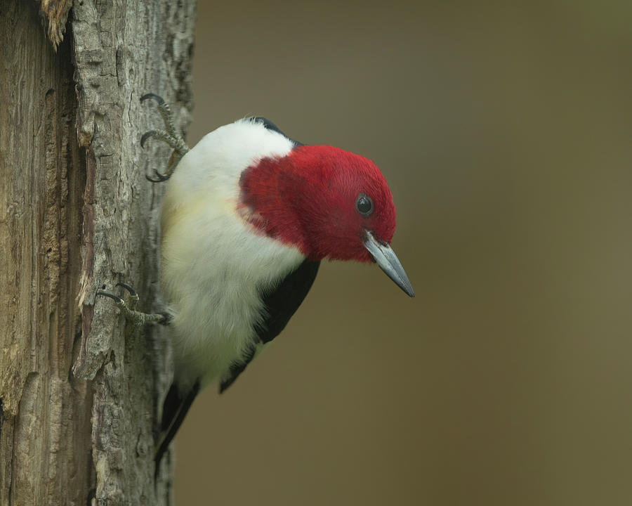 Redheaded Woodpecker Photograph by CR Courson